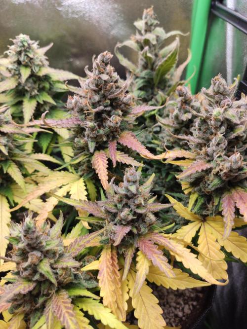 Blueberry Auto. Week 9 - Dia 61 - 18/01