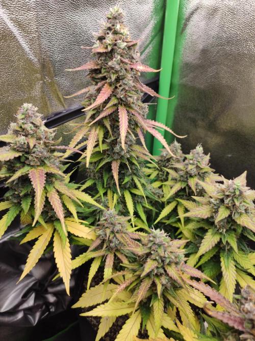 Blueberry Auto. Week 9