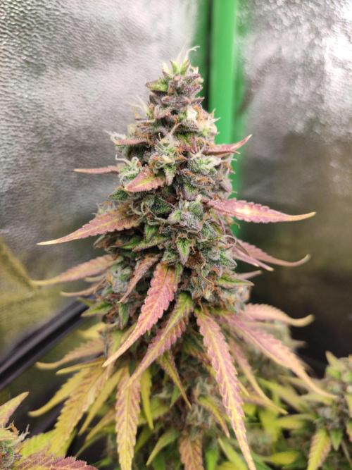 Blueberry Auto. Week 9