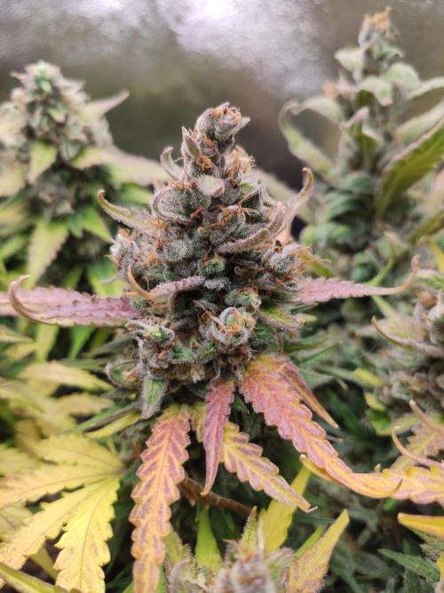 Blueberry Auto. Week 9