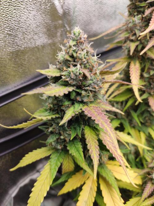 Blueberry Auto. Week 9