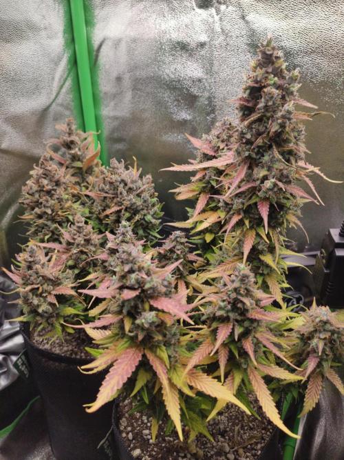 Blueberry Auto. Week 10