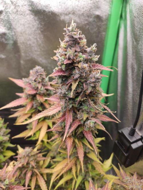 Blueberry Auto. Week 10