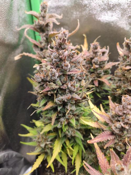 Blueberry Auto. Week 10