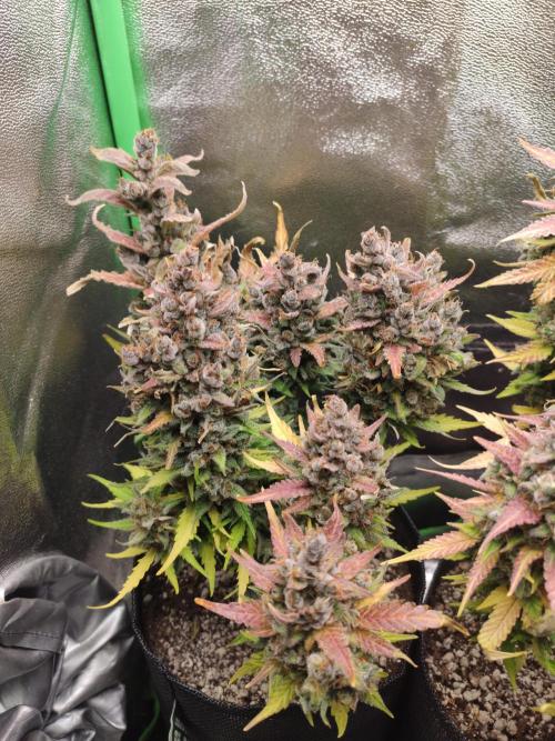 Blueberry Auto. Week 10