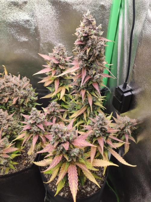 Blueberry Auto. Week 10