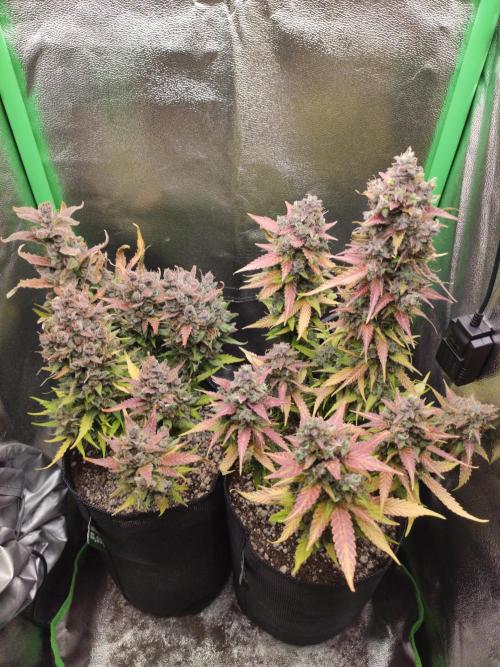 Blueberry Auto. Week 10 - Dia 70 - 27/01