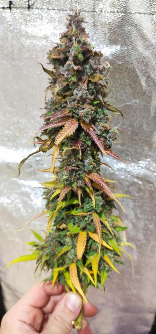 Blueberry Auto. Week 10