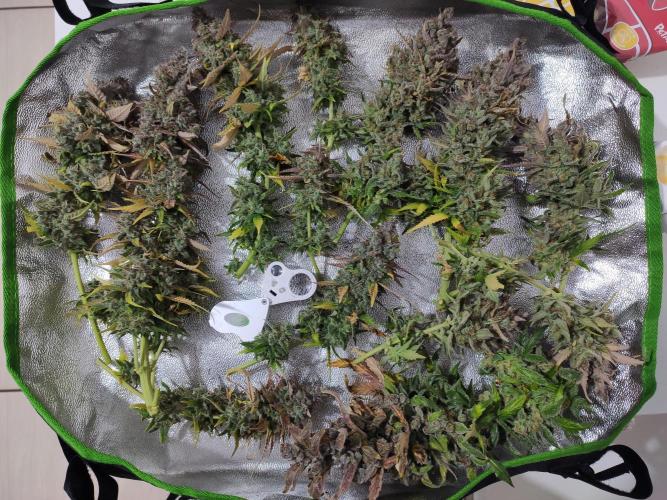 Blueberry Auto. Week 10