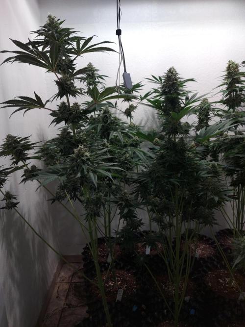 Multicrop 12 Strains 630W CMH. Week 7