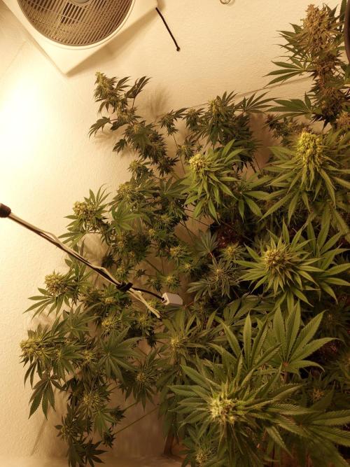 Multicrop 12 Strains 630W CMH. Week 7 - Gesammtübersicht