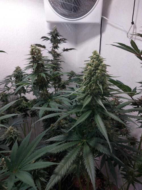 Multicrop 12 Strains 630W CMH. Week 7 - Mimosa x Orange Punch