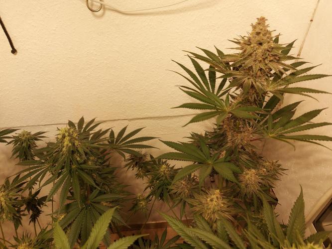 Multicrop 12 Strains 630W CMH. Week 7 - LH2p von Perfect Tree links, Gasserole von Solfire rechts