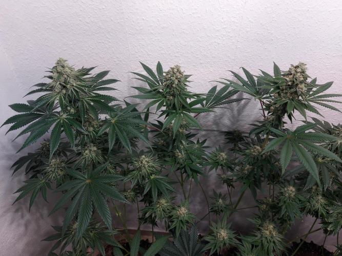 Multicrop 12 Strains 630W CMH. Week 7 - Tropicozz von Perfect Tree links, Slipstream von Compound 