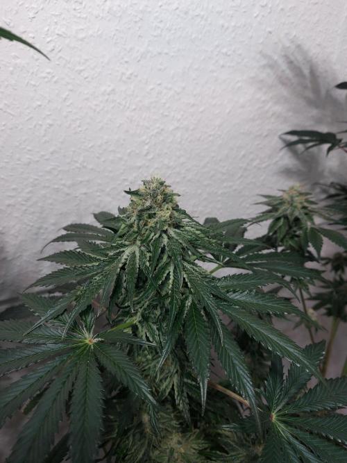 Multicrop 12 Strains 630W CMH. Week 7 - Rotten Apple von Perfect Tree