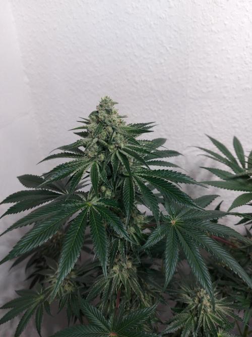 Multicrop 12 Strains 630W CMH. Week 7 - Tropicozz von Perfect Tree