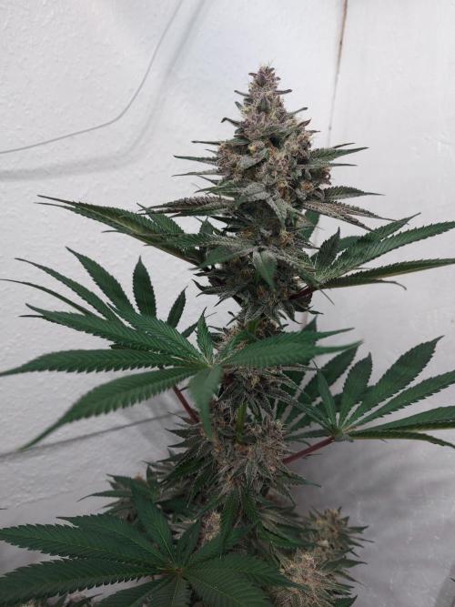 Multicrop 12 Strains 630W CMH. Week 7 - Gasserole von Solfire Gardens