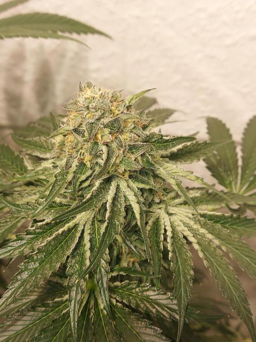 Multicrop 12 Strains 630W CMH. Week 12 - Rotten Apple - Perfect Tree BT50