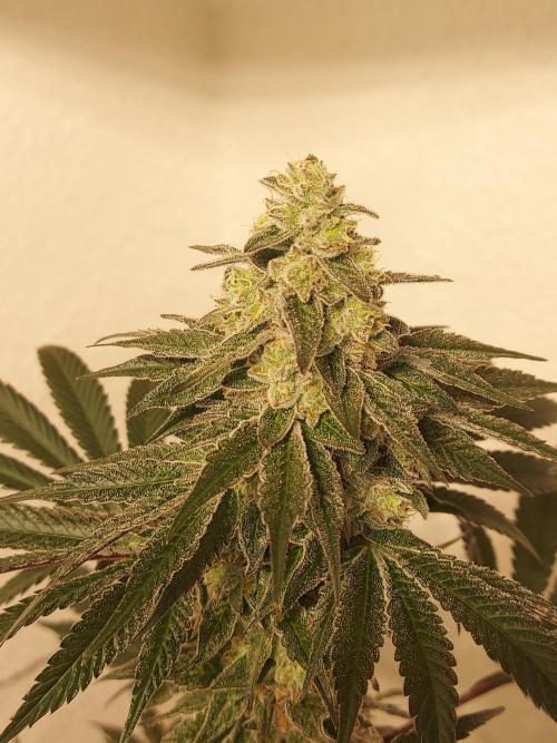 Multicrop 12 Strains 630W CMH. Week 12 - Bro Science - The Grateful Seeds BT50