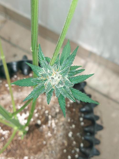 Multicrop 12 Strains 630W CMH. Week 12 - Gasserole - Solfire Gardens BT50
lowest bud