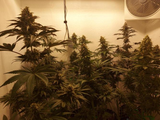 Multicrop 12 Strains 630W CMH. Week 12 - Übersicht - BT50