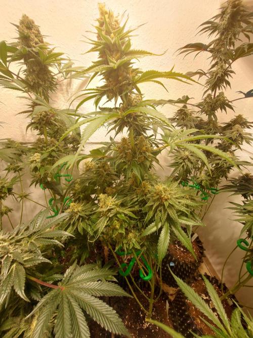 Multicrop 12 Strains 630W CMH. Week 12 - Rotten Rainbow - The Grateful Seeds BT50