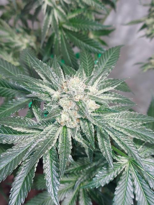 Multicrop 12 Strains 630W CMH. Week 12 - Tropicozz - Perfect Tree BT50