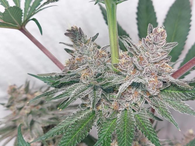 Multicrop 12 Strains 630W CMH. Week 12 - Gasserole - Solfire Gardens BT50
