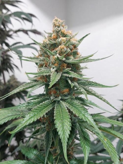 Multicrop 12 Strains 630W CMH. Week 13 - Rotten Rainbow - The Grateful Seeds - BT56