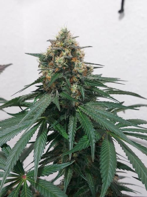 Multicrop 12 Strains 630W CMH. Week 13 - LH2P - Perfect Tree - BT56