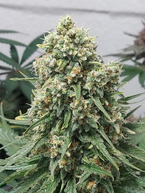 Multicrop 12 Strains 630W CMH. Week 13 - Mimosa x Orange Punch - Barneys Farm - BT56