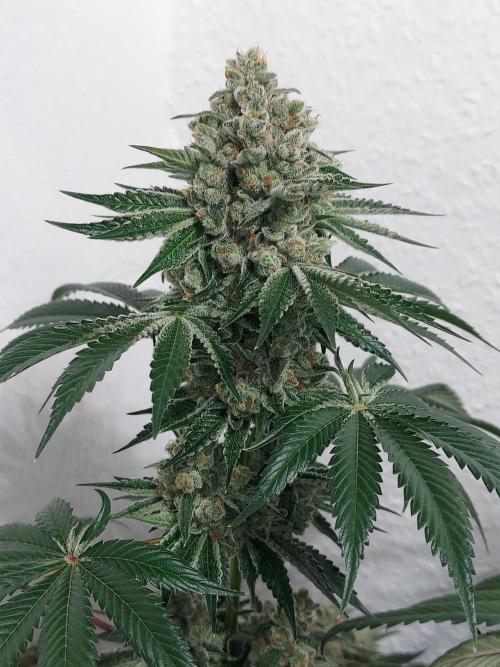 Multicrop 12 Strains 630W CMH. Week 13 - Tropicozz - Perfect Tree - BT56