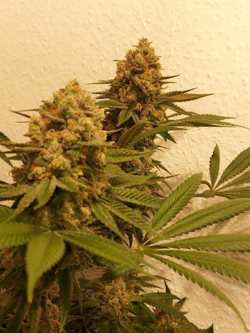Multicrop 12 Strains 630W CMH. Week 13 - LuxarDos - Compound Genetics - BT56