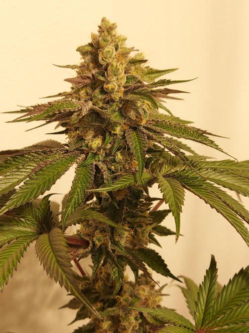 Multicrop 12 Strains 630W CMH. Week 13 - BroScience - The Grateful Seeds - BT56