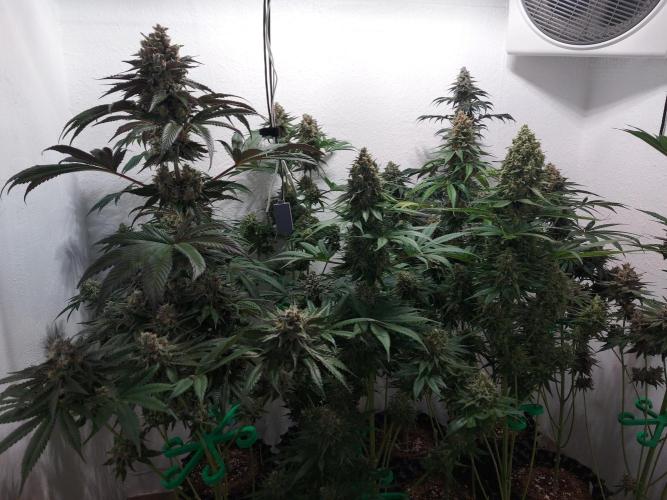 Multicrop 12 Strains 630W CMH. Week 13 - Übersicht - BT56