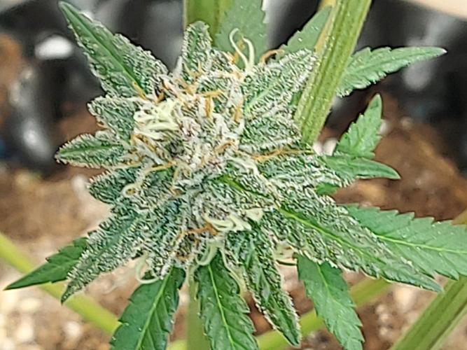 Multicrop 12 Strains 630W CMH. Week 13 - Gasserole - Solfire Gardens - BT56 - lowest bud