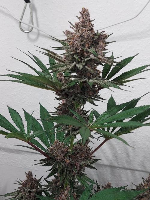 Multicrop 12 Strains 630W CMH. Week 13 - Gasserole - Solfire Gardens - BT56