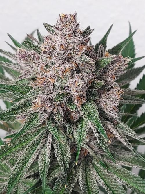 Multicrop 12 Strains 630W CMH. Week 13 - Gasserole - Solfire Gardens - BT56