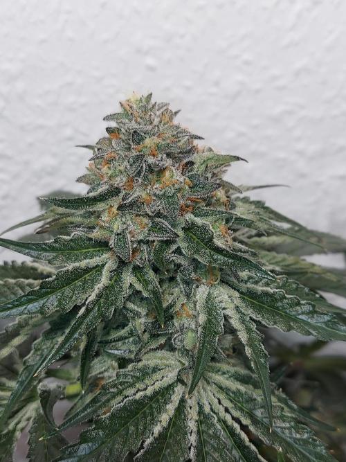 Multicrop 12 Strains 630W CMH. Week 13 - Rotten Apple - Perfect Tree - BT56