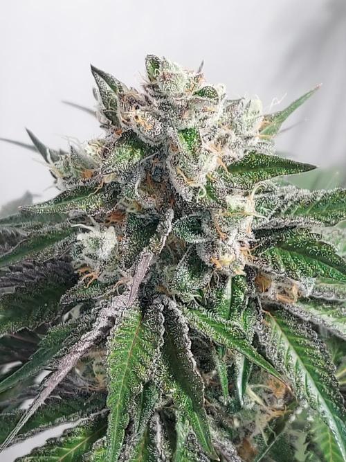 Multicrop 12 Strains 630W CMH. Week 13 - BroScience - The Grateful Seeds - BT56