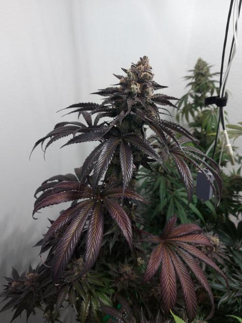 Multicrop 12 Strains 630W CMH. Week 14 - Bro Science - The Grateful Seeds - BT64