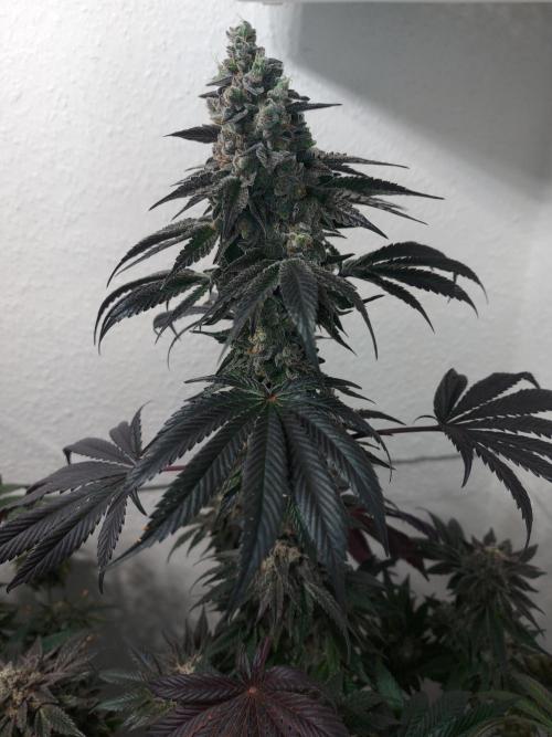 Multicrop 12 Strains 630W CMH. Week 14 - Slipstream - Compound Genetics - BT64