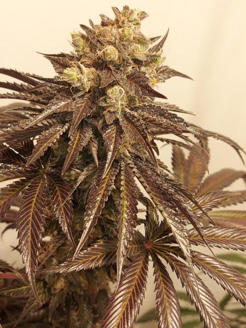 Multicrop 12 Strains 630W CMH. Week 14 - Bro Science - The Grateful Seeds - BT64