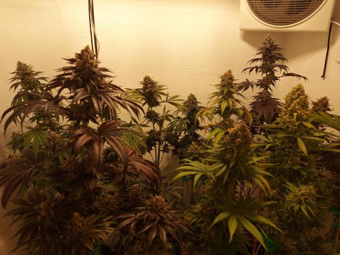 Multicrop 12 Strains 630W CMH. Week 14 - Übersicht - BT64