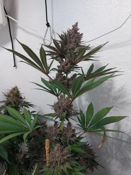 Multicrop 12 Strains 630W CMH. Week 14 - Gasserole - Solfire Gardens - BT64