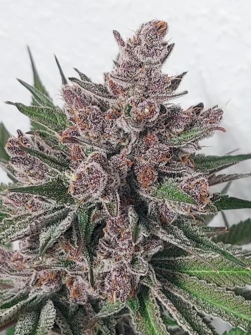 Multicrop 12 Strains 630W CMH. Week 14 - Gasserole - Solfire Gardens - BT64