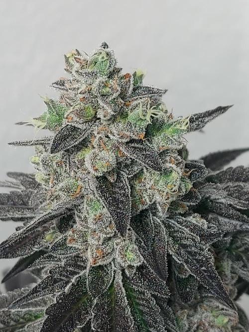 Multicrop 12 Strains 630W CMH. Week 14 - Slipstream - Compound Genetics - BT64