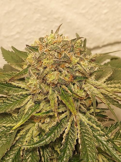 Multicrop 12 Strains 630W CMH. Week 14 - Rotten Apple - Perfect Tree BT64