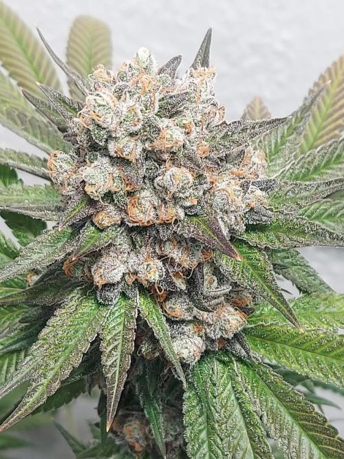 Multicrop 12 Strains 630W CMH. Week 14 - LuxarDos - Compound Genetics - BT64