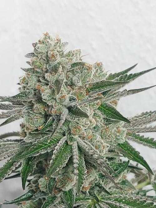 Multicrop 12 Strains 630W CMH. Week 14 - Tropicozz - Perfect Tree - BT64